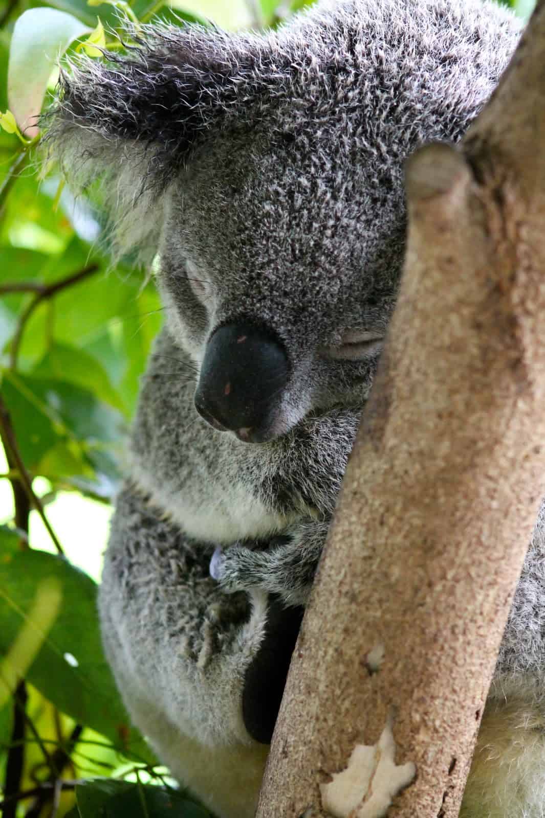 Koala in Australia