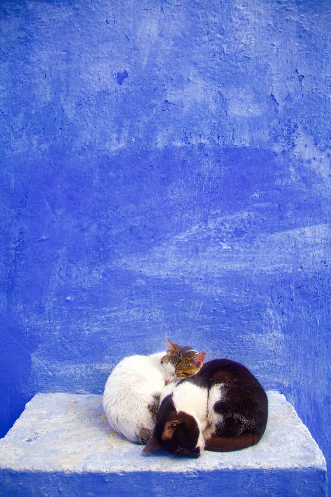 Cats of Chefchaouen