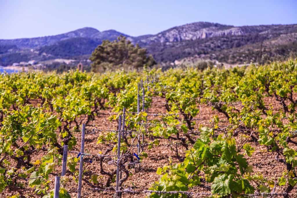 Vineyard Hvar