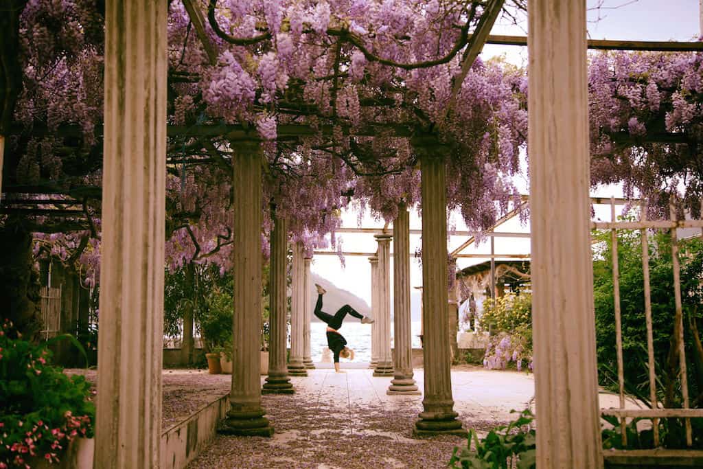 Perast Wisteria