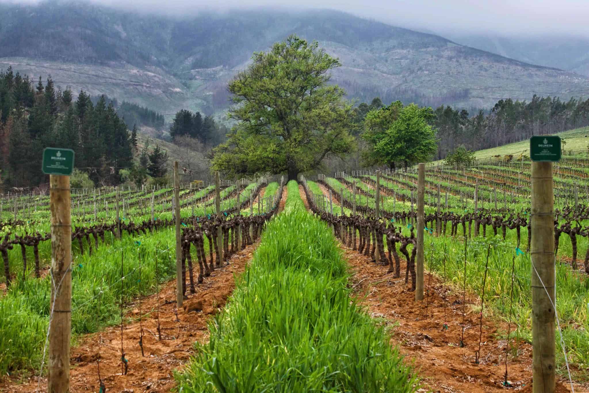 Stellenbosch Vineyards