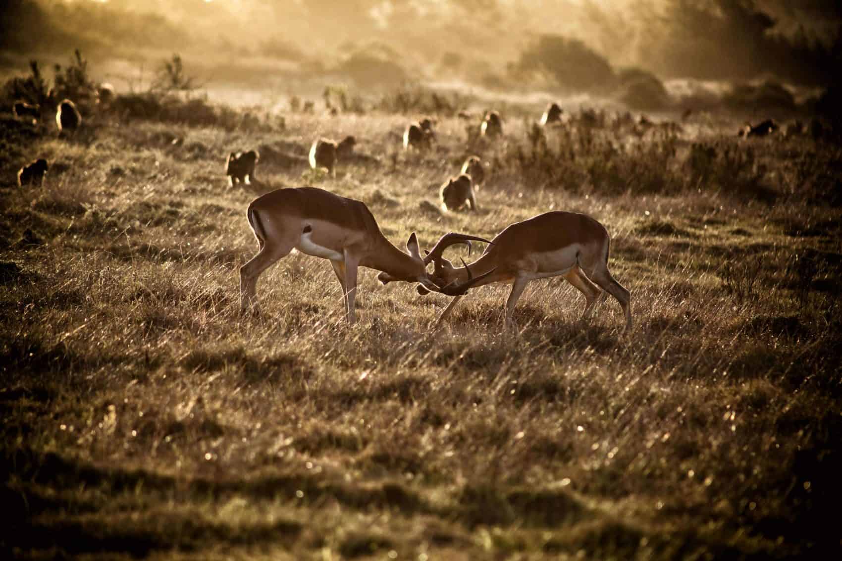 Impala Giving off a Show at Gondwana