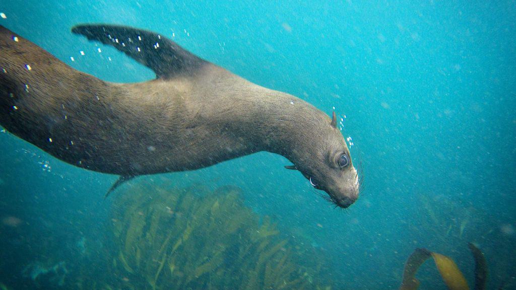 Seal Snorkeling in Cape Town