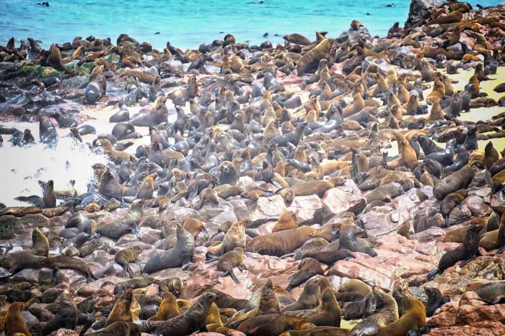 Cape Cross Seal Colony