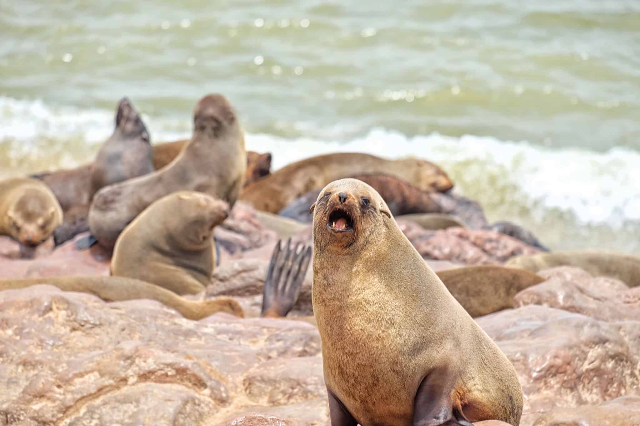 Cape Fur Seal Colony