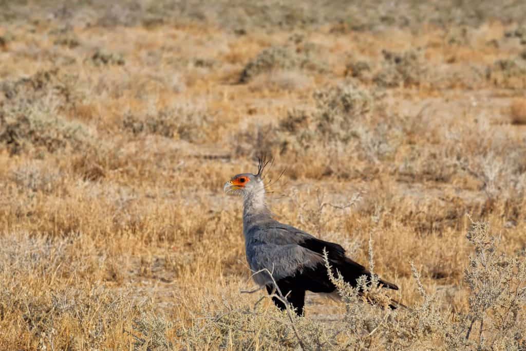 Secretary Bird Namibia