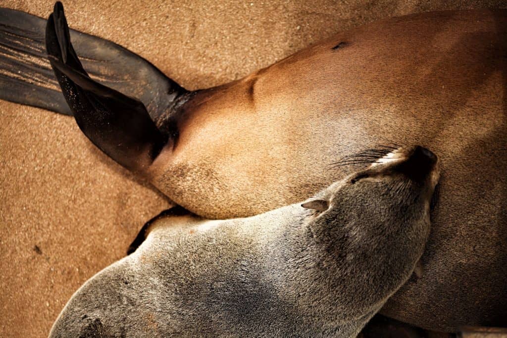 Cape Fur Seals