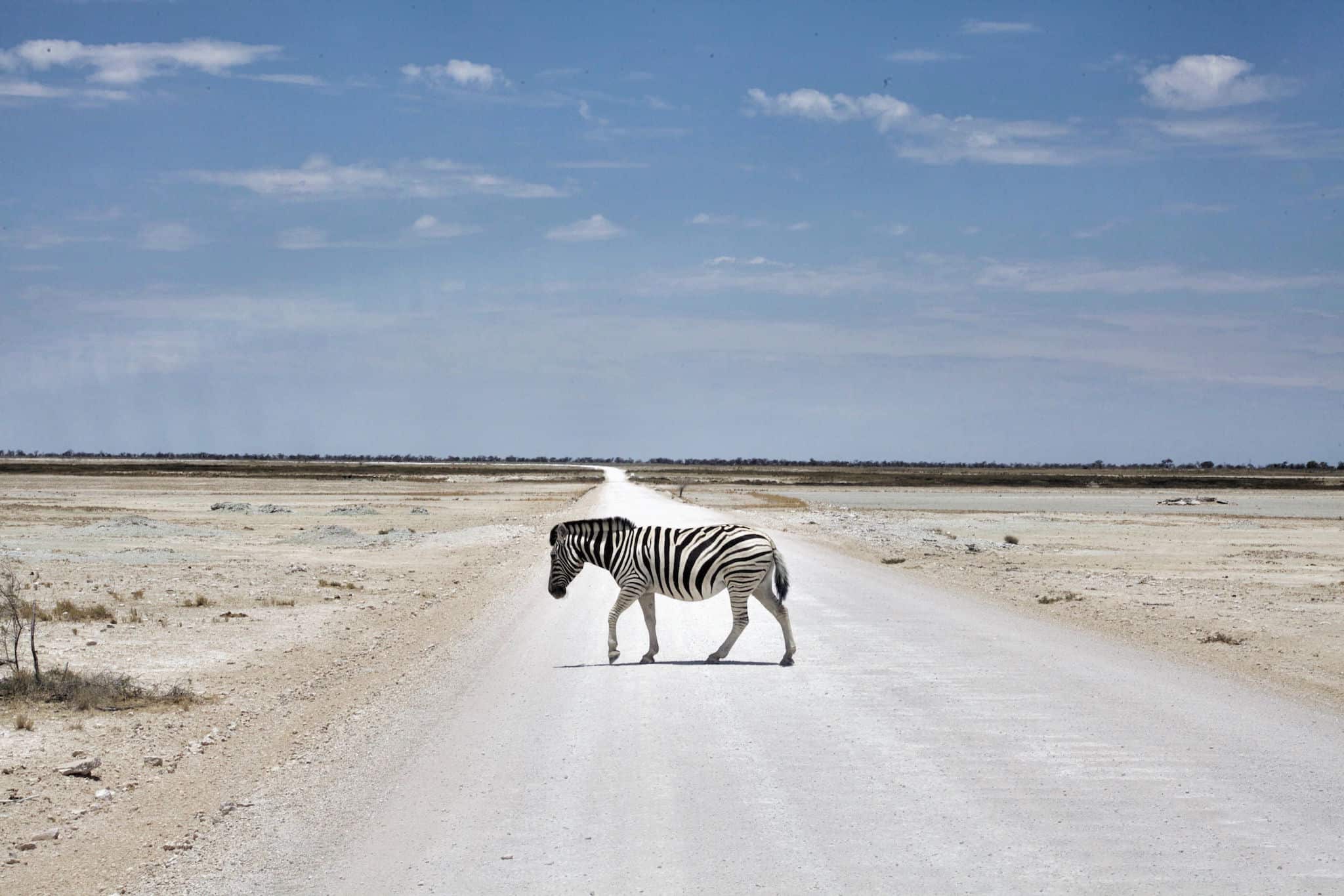 Zebra Crossing