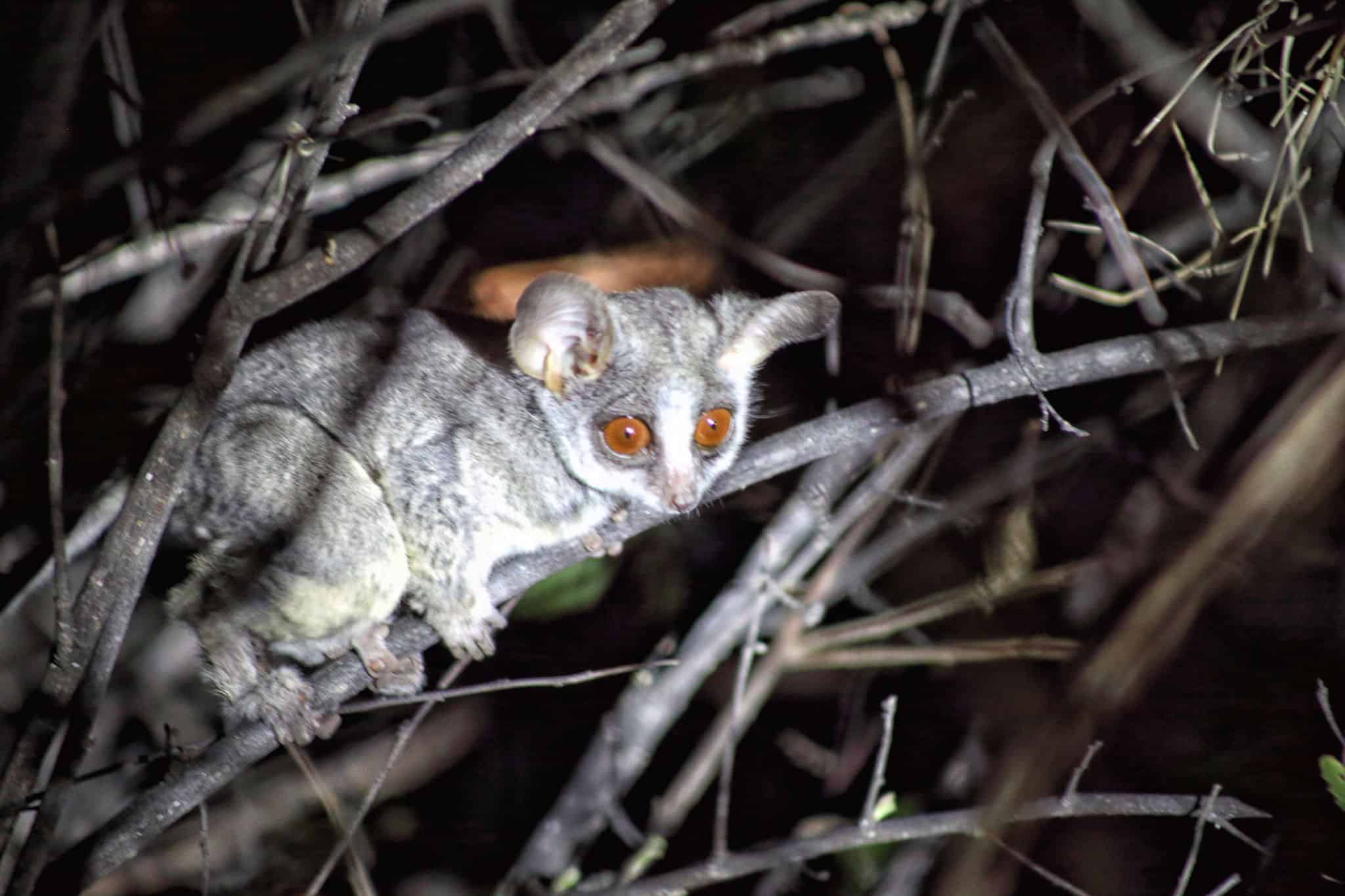 Bushbaby