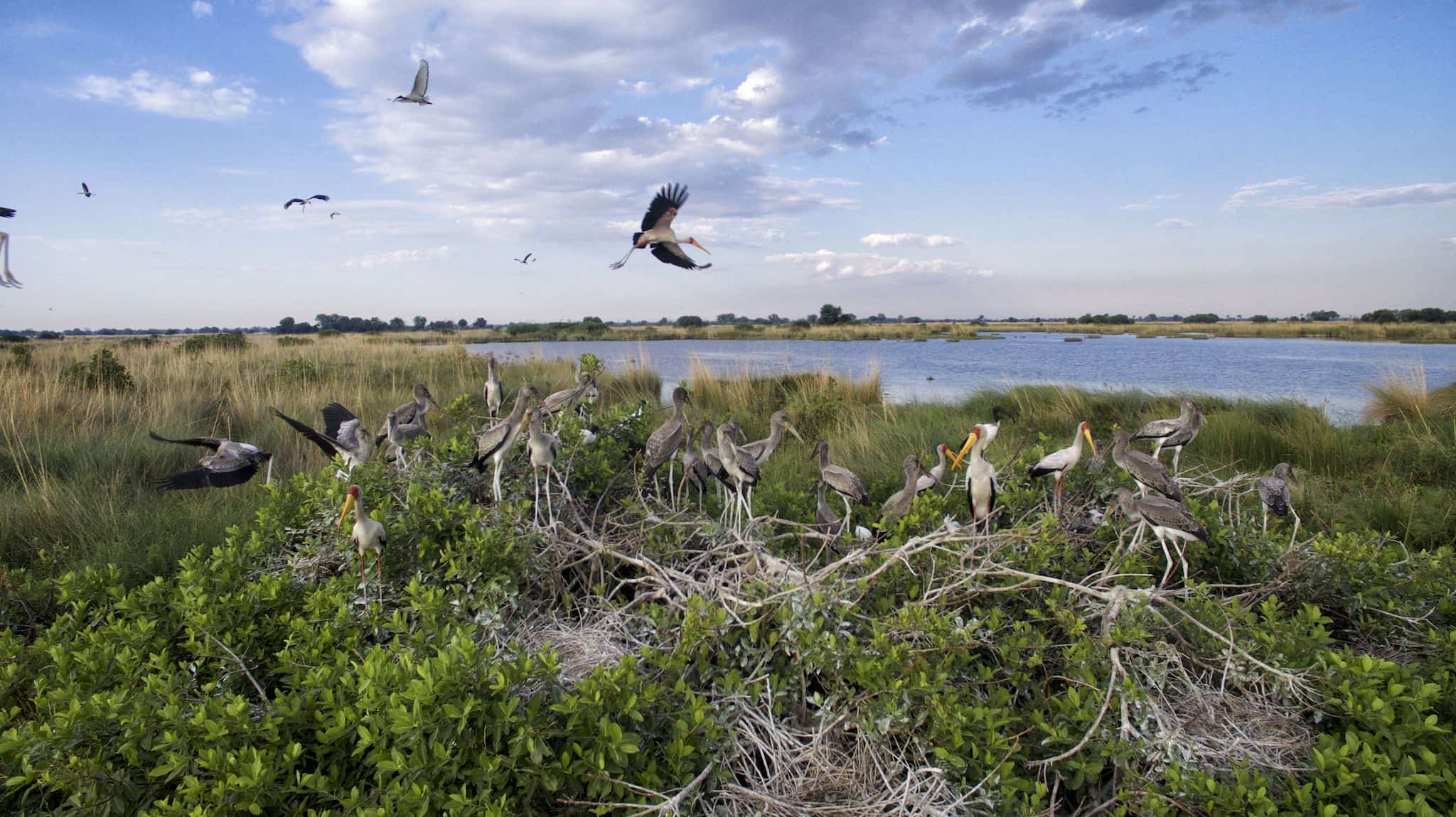 Heronry in the Okavango Delta