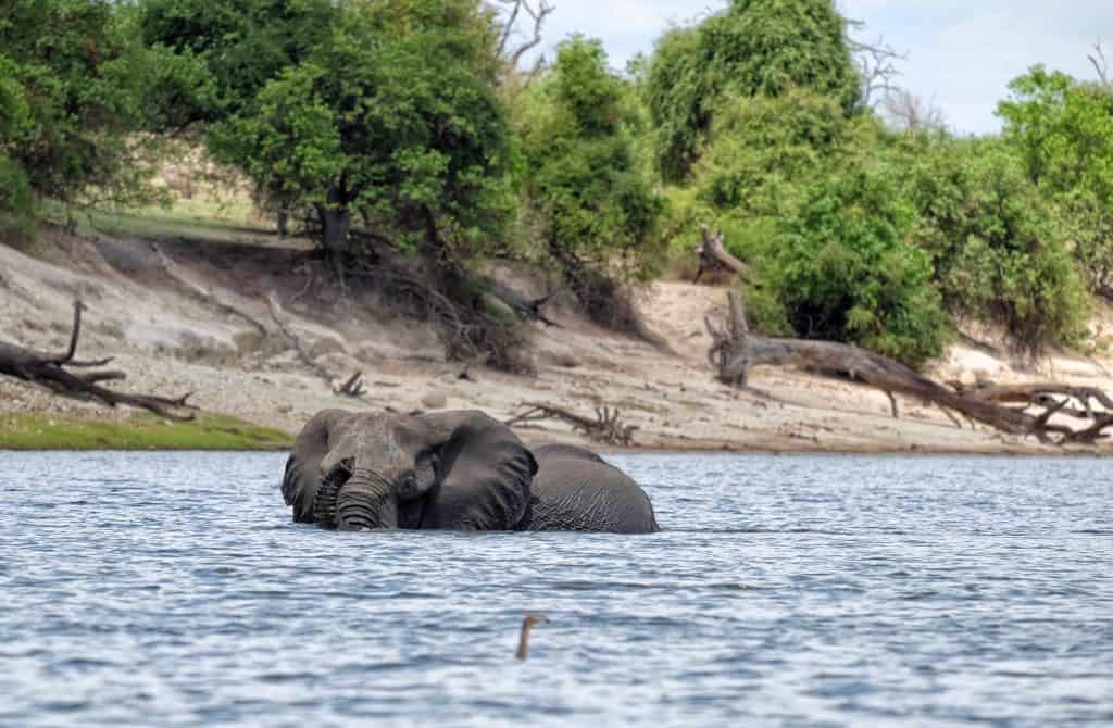 elephant chobe river princess