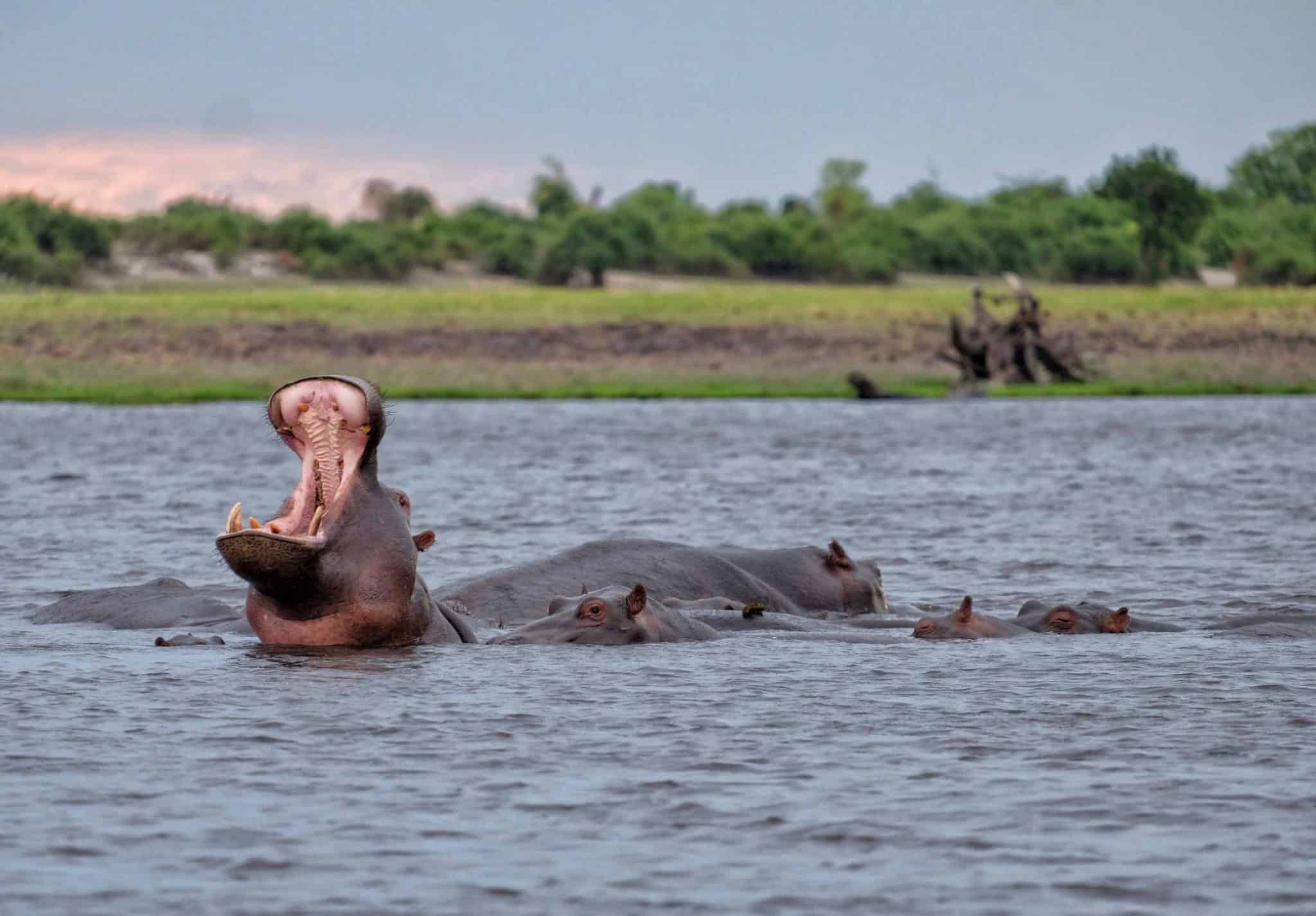 Festa ippopotamo sul fiume Chobe