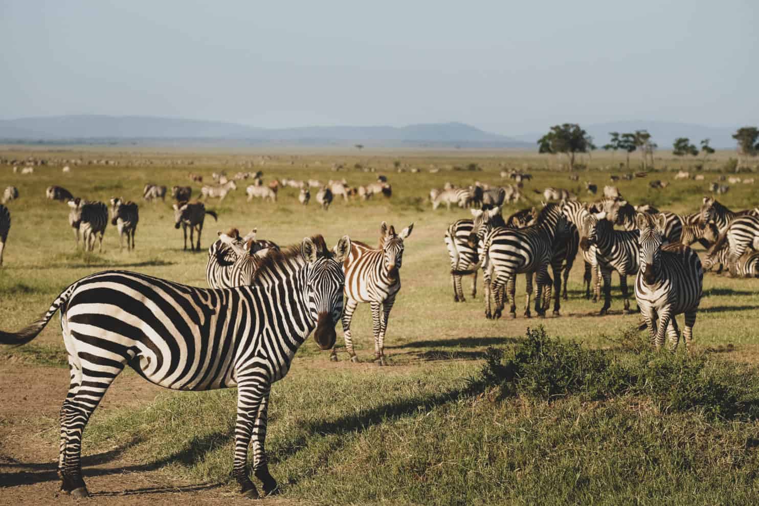 How Much Is A Trip To Africa? Why Is It Expensive?