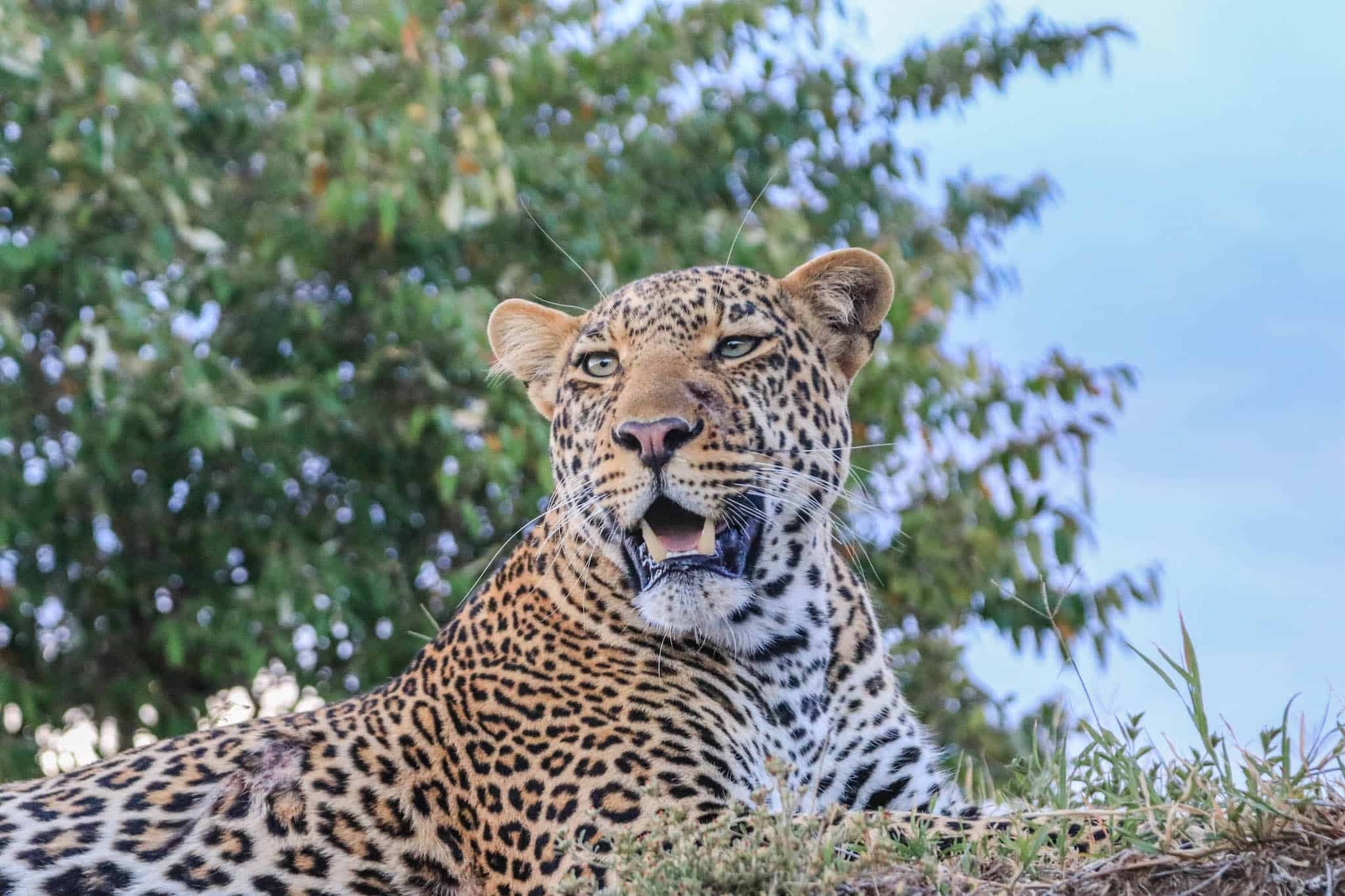 Big Five Animal Leopard