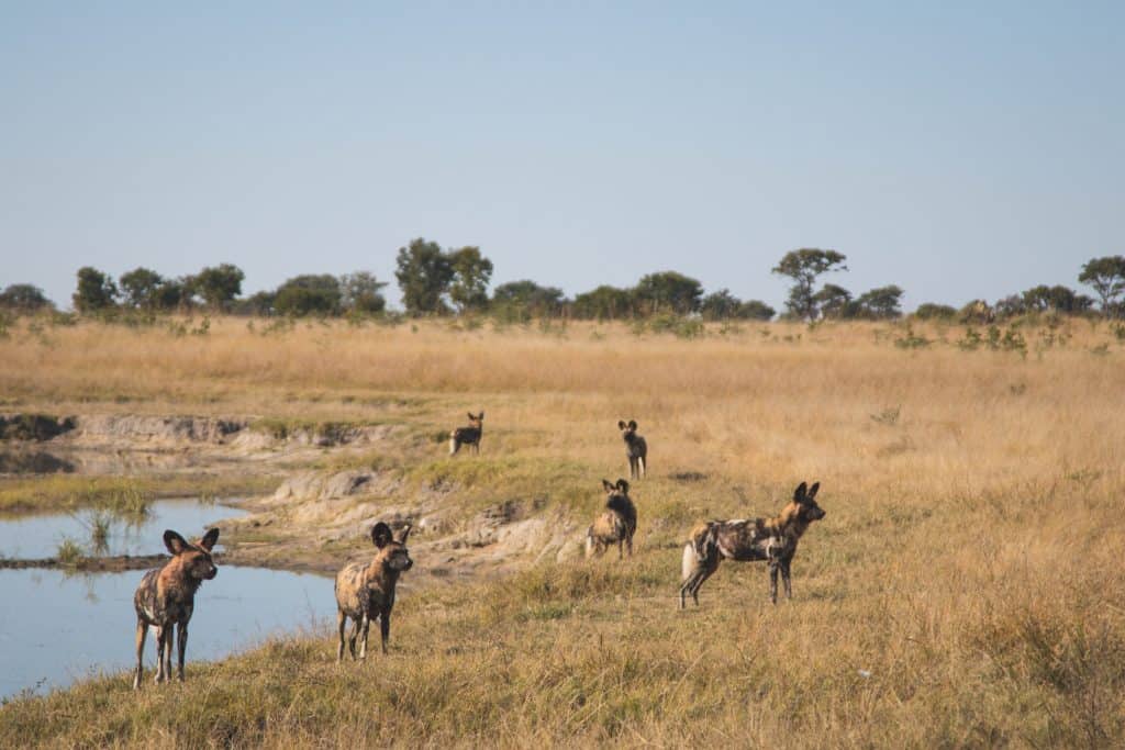 Hwange National Park African Wild Dogs