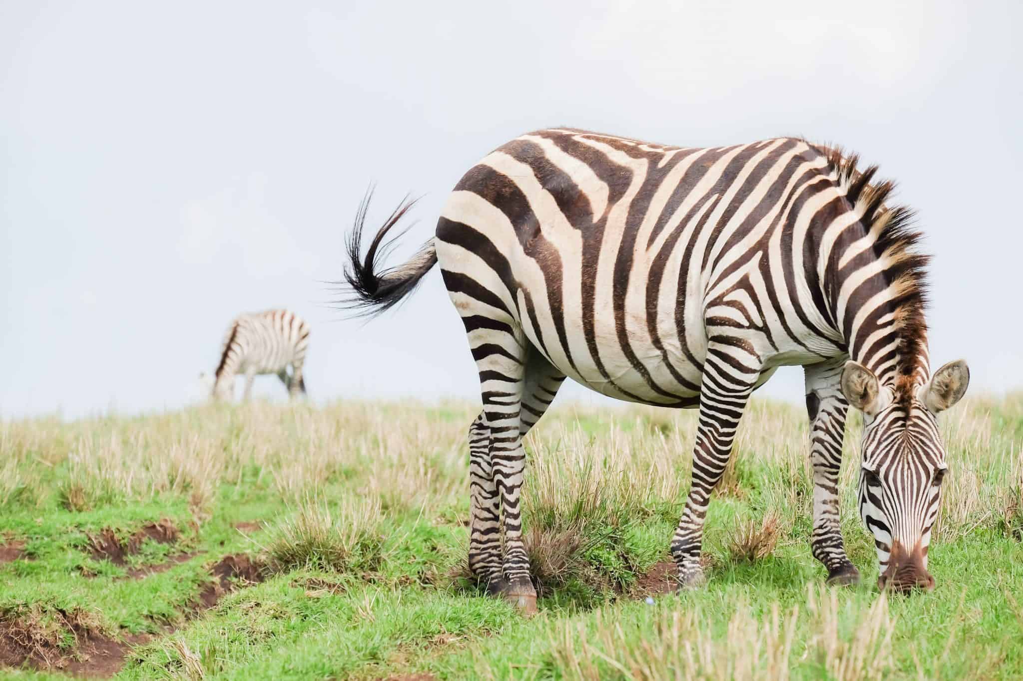 Zebras in Tanzania