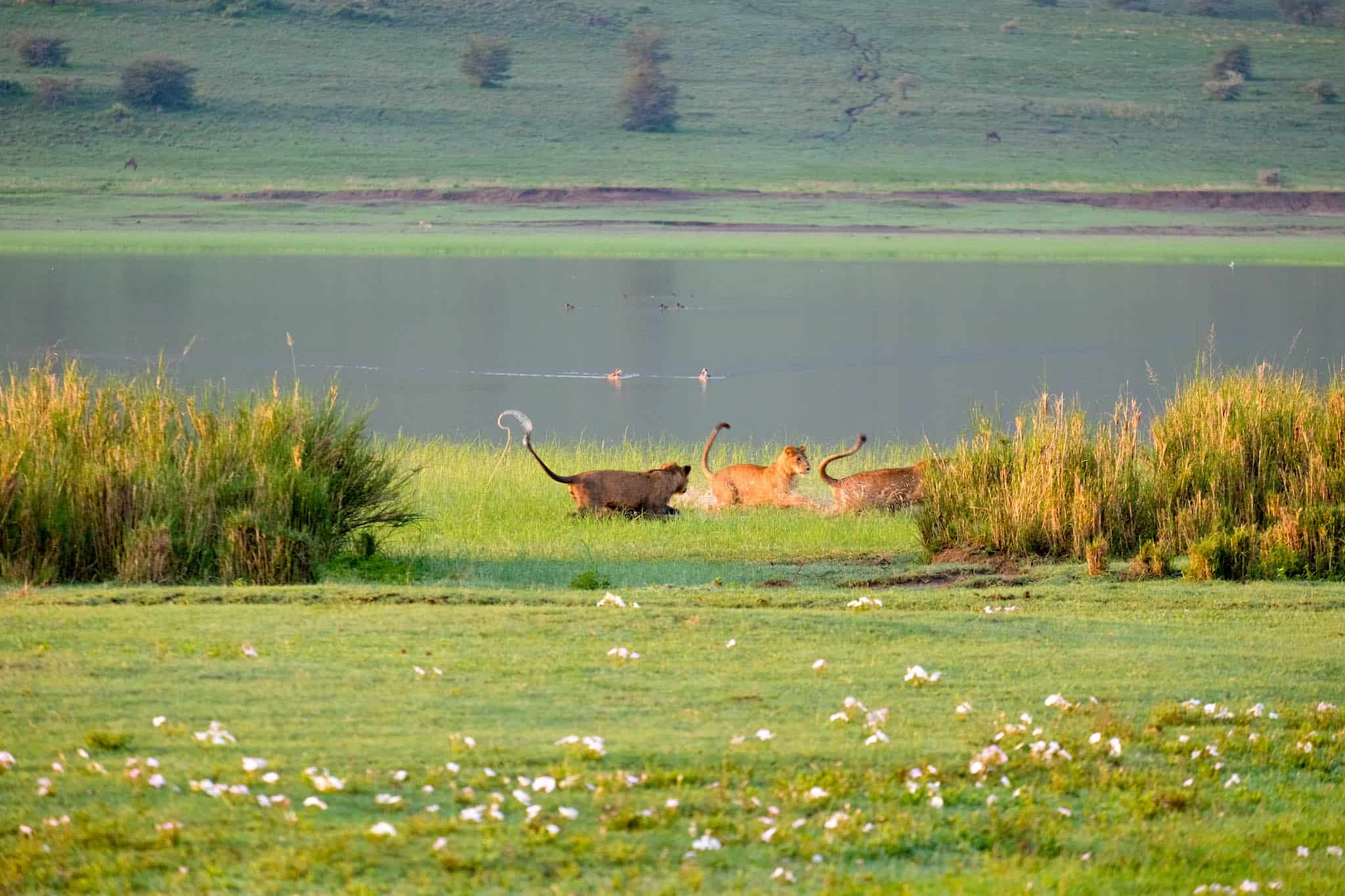 Lions in Tanzania