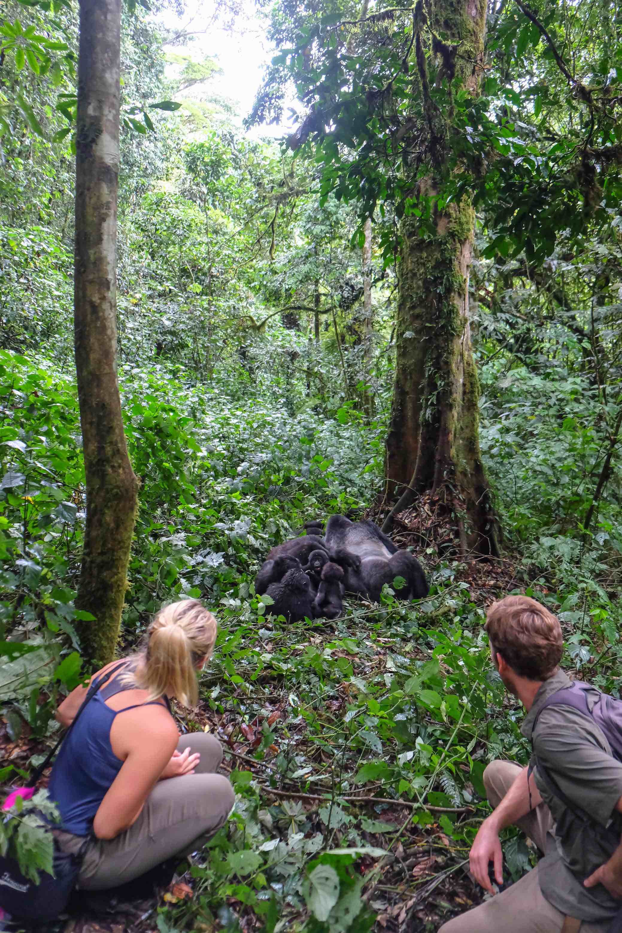 The World Pursuit seeing gorillas!