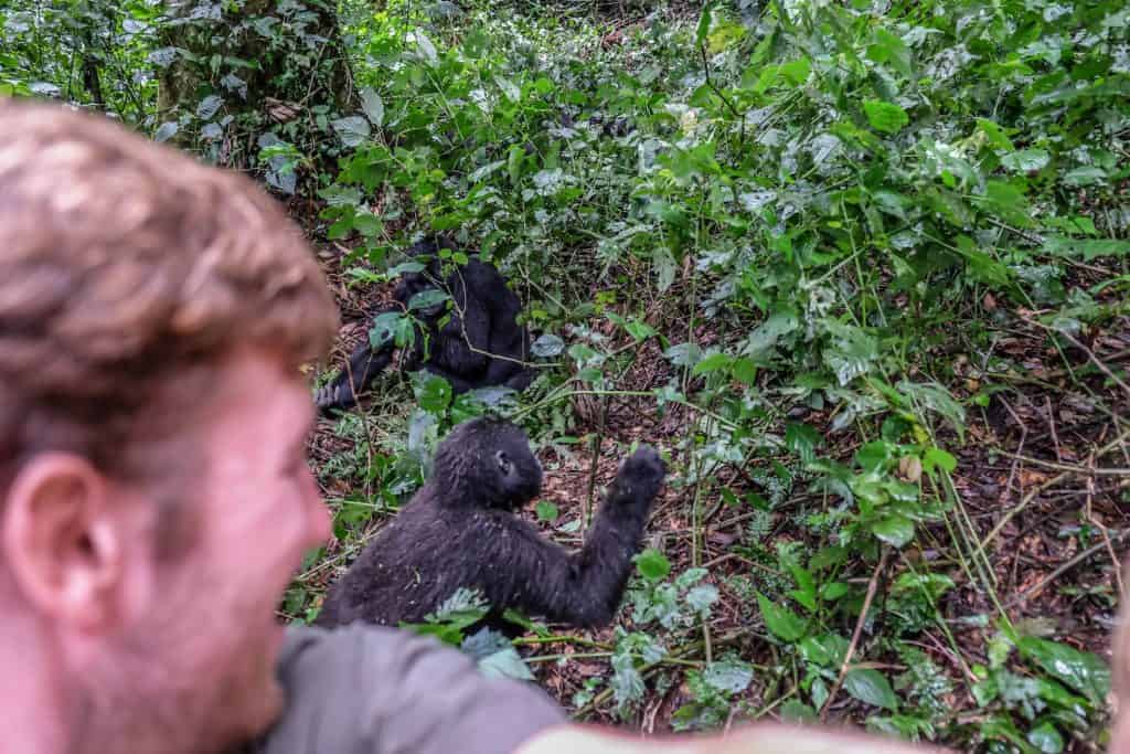 Trekking for gorillas