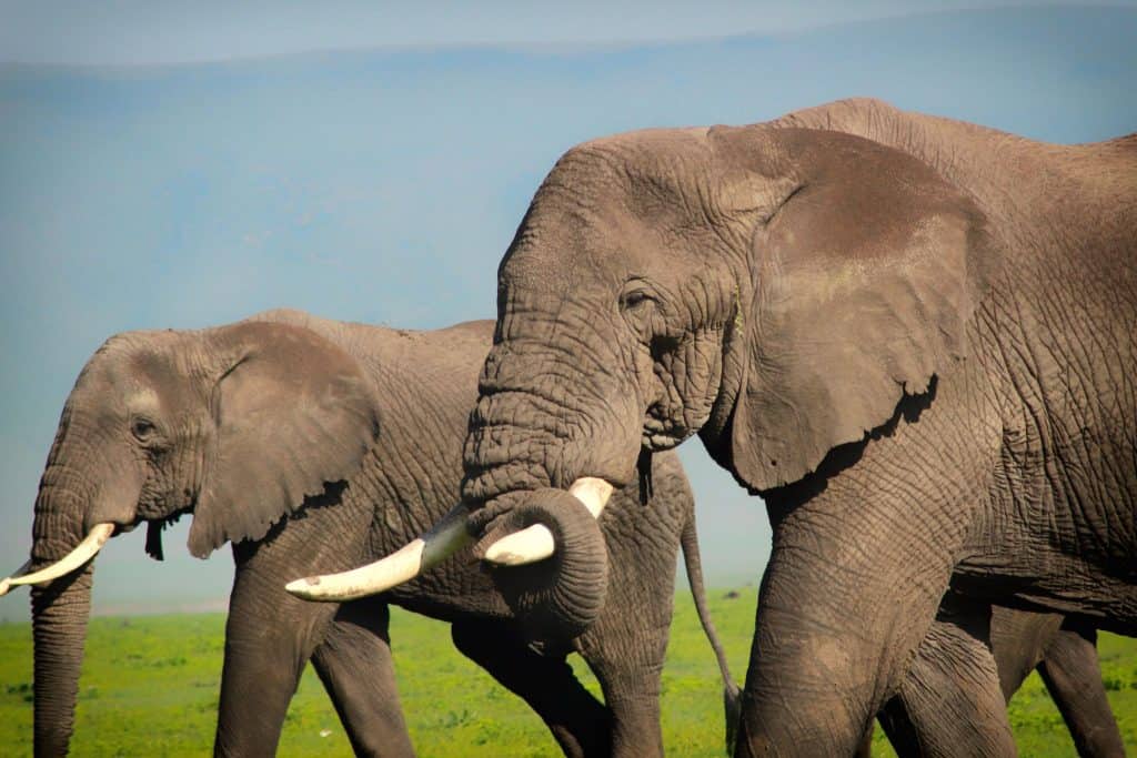 Elephants Ngorongoro