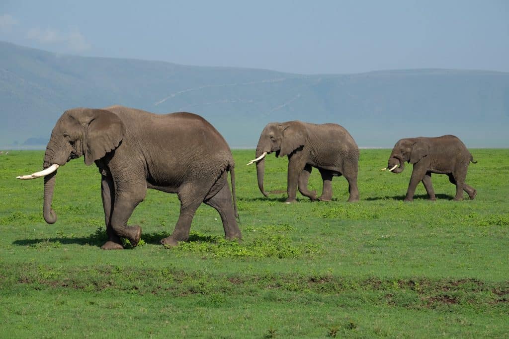 Elephants in the Crater