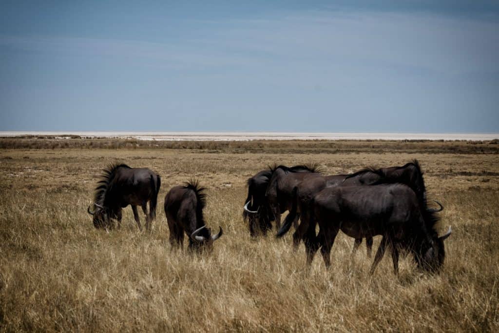 Etosha National Park Wildebeest