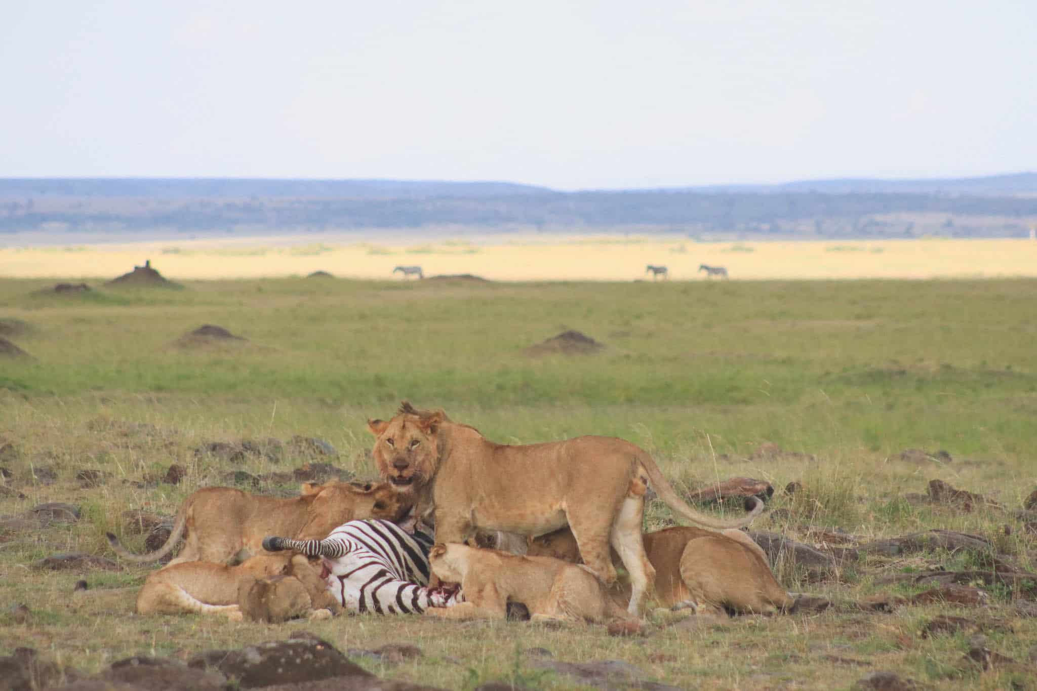 Best Camera For Safari Lions