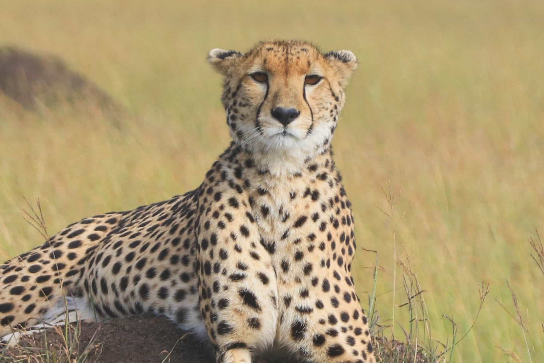 11 BEST Binoculars For Safari In Africa