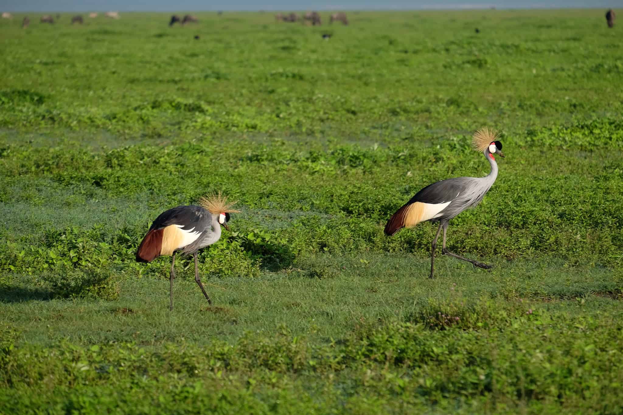 Crested Crane