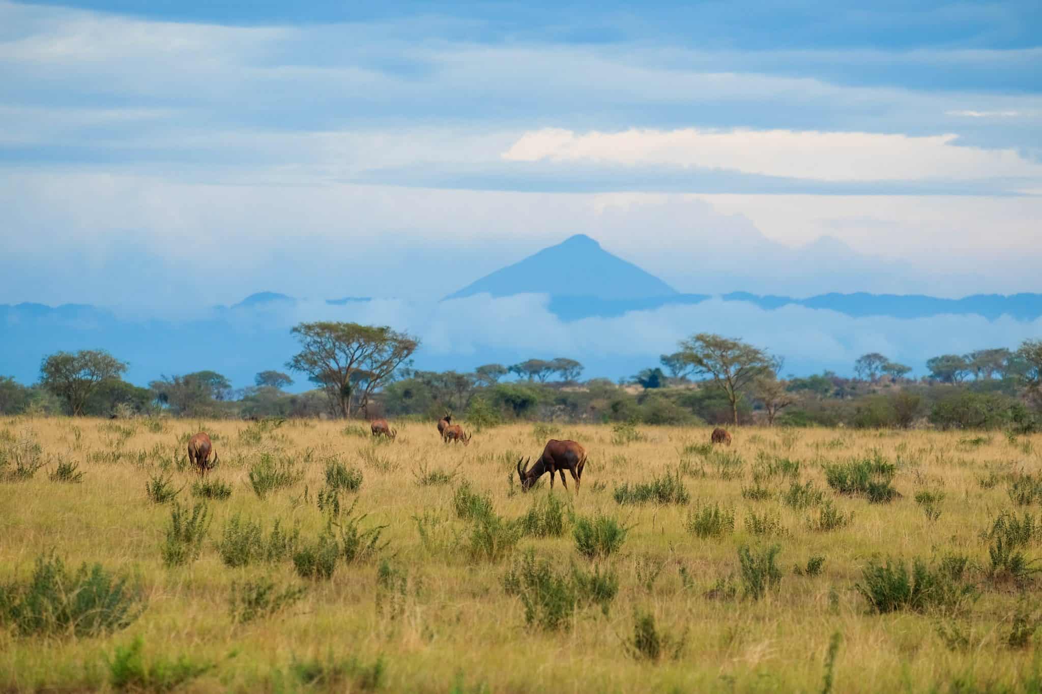 Queen Elizabeth National Park