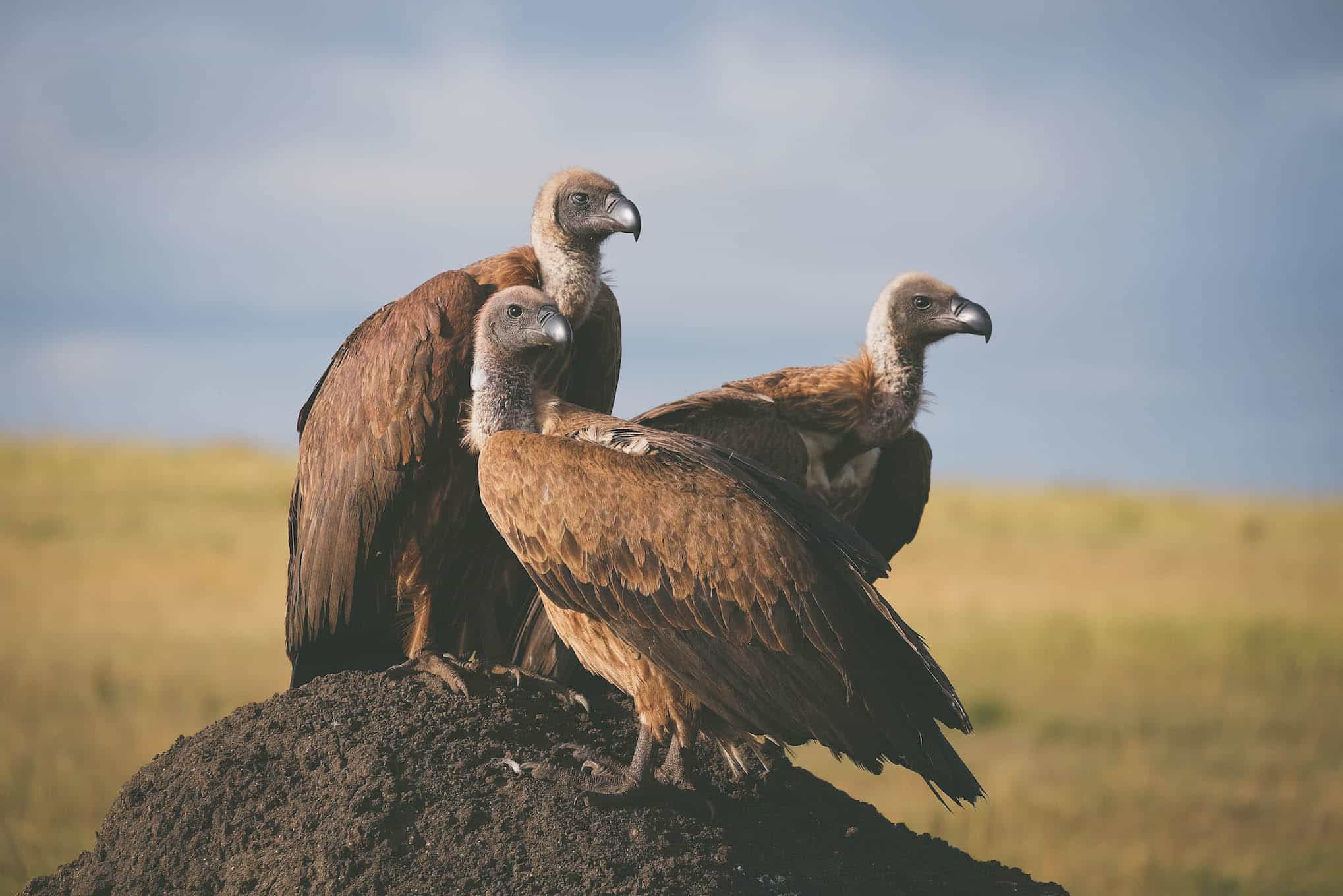 Vultures in the Masai Mara