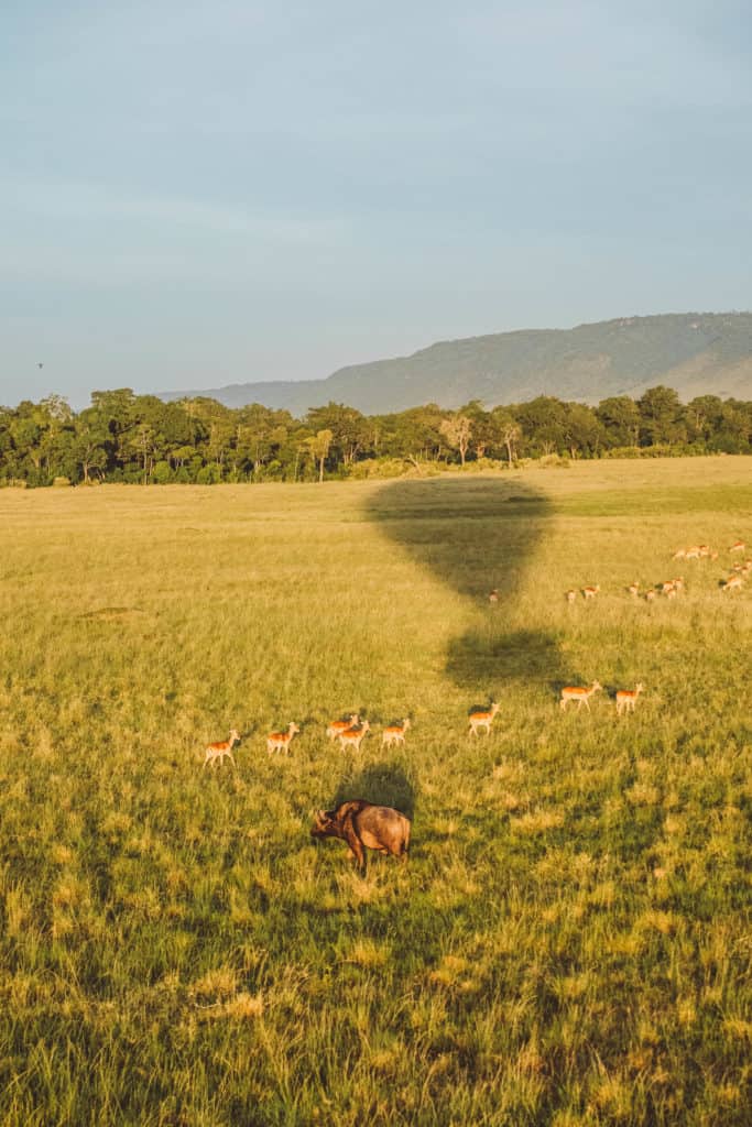 African Balloon Safari