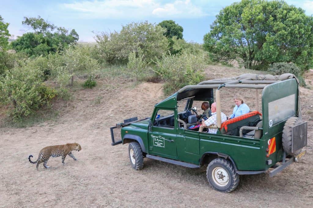 Governors Camp Leopard