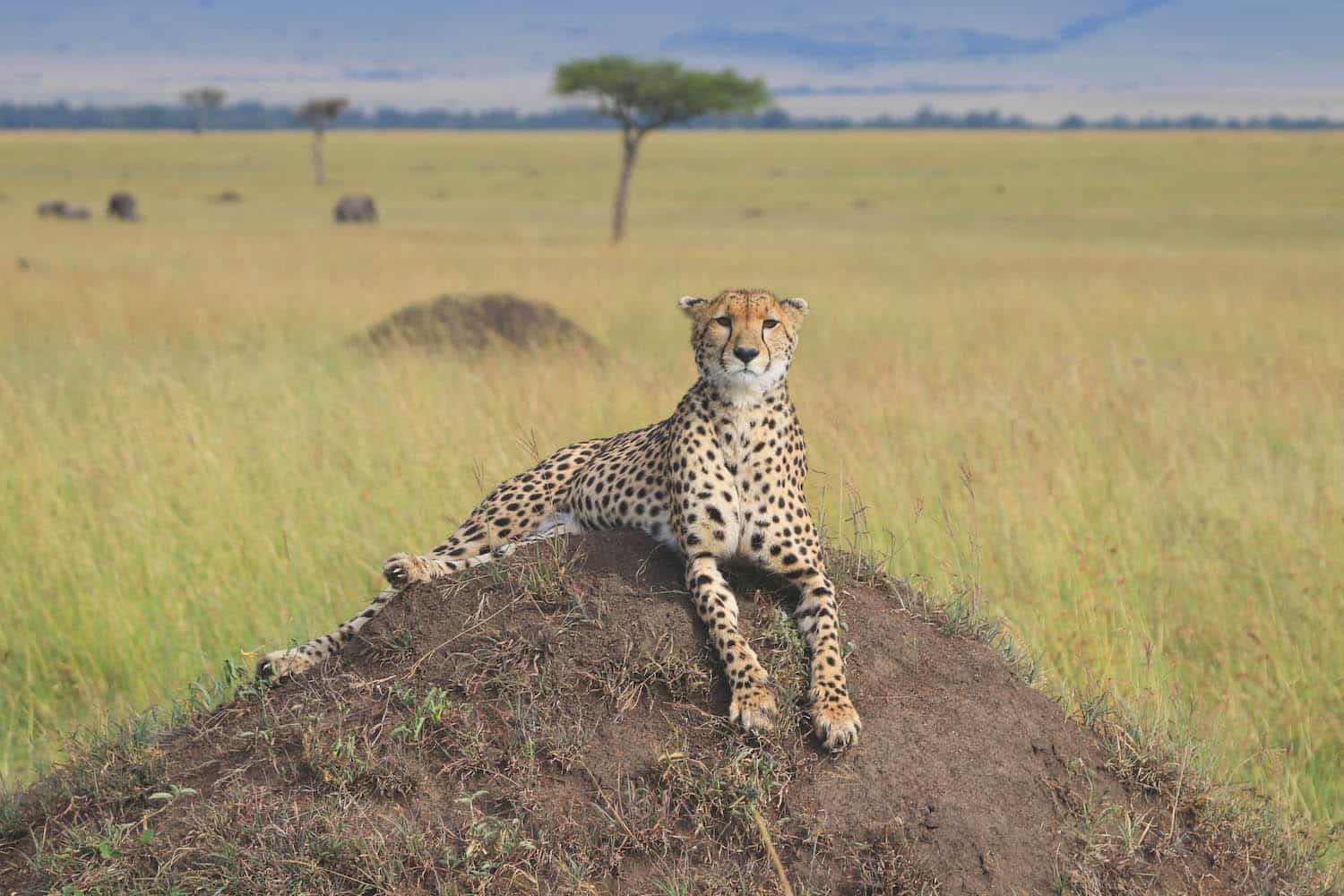 Masai Mara Cheetah