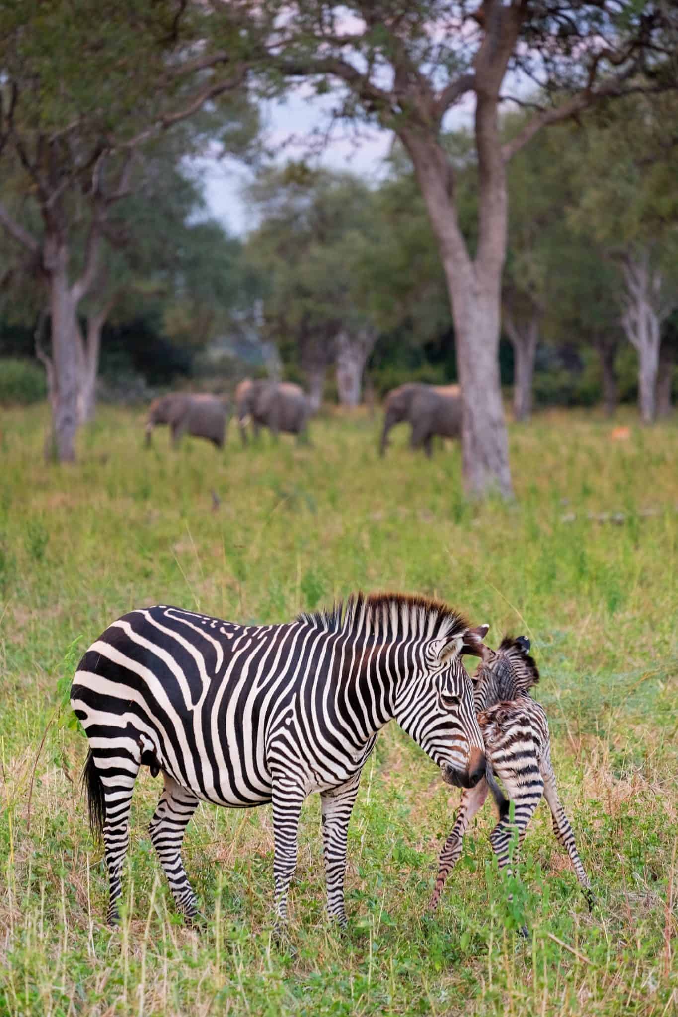 Birth Of Zebra In South Luangwa