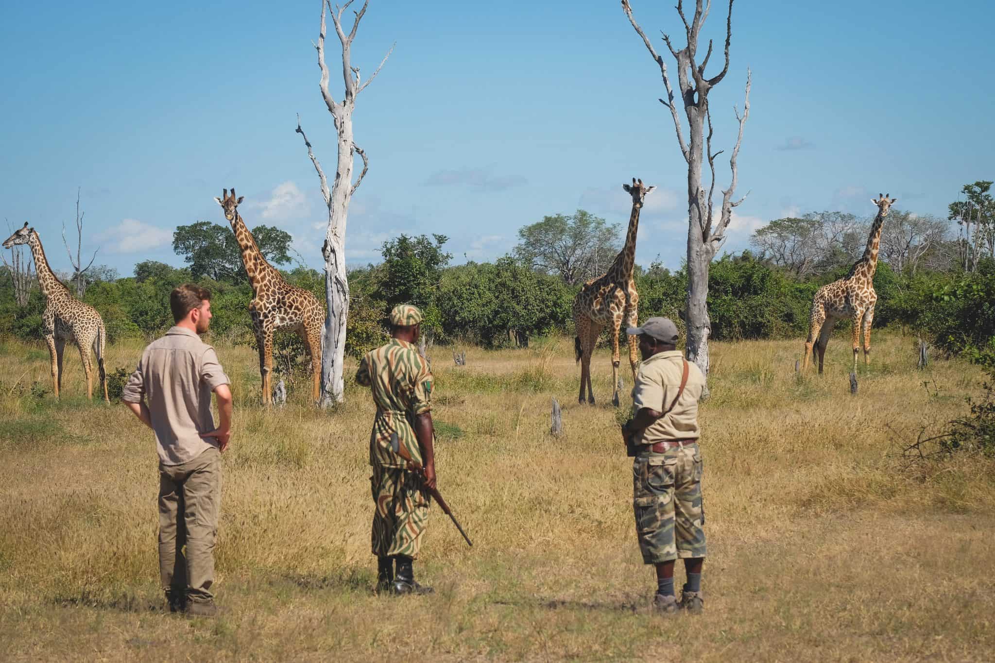 South Luangwa Bush Walk Giraffe