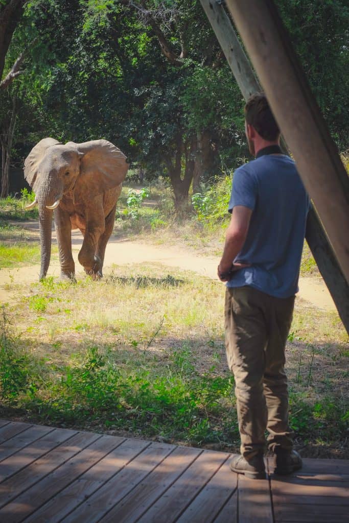 Cameron Mana Pools Elephant