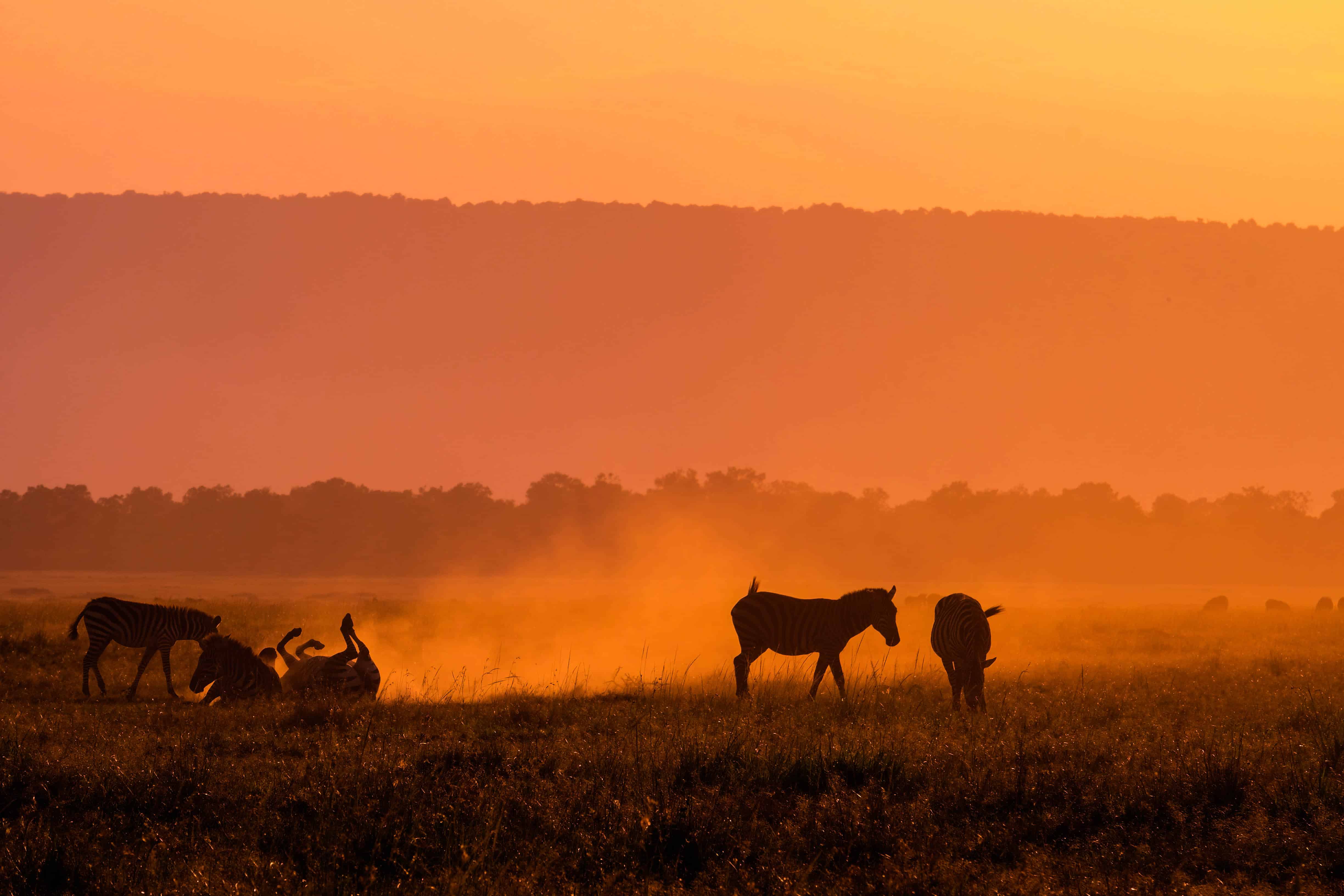 Hot to plan a safari