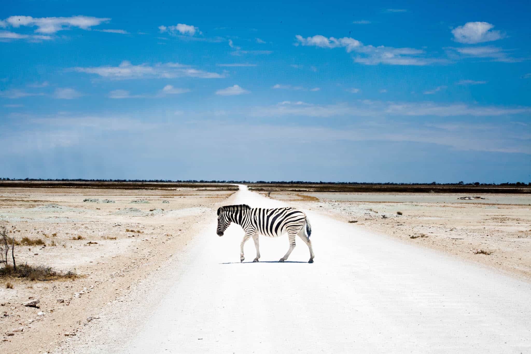 on safari in Namibia