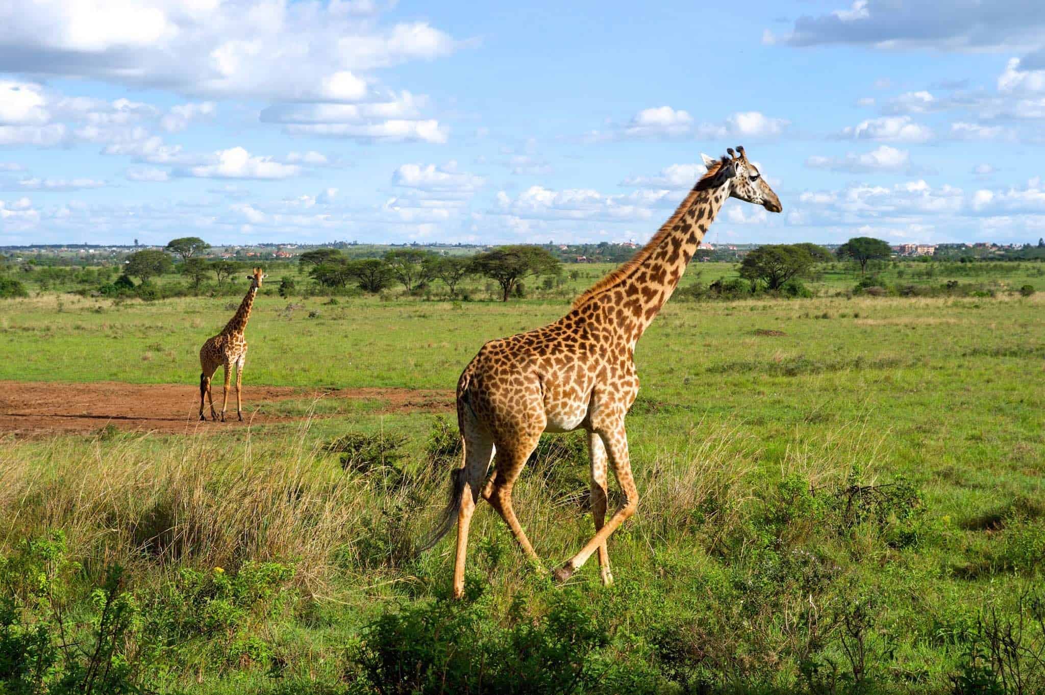 famous kenyan safari park