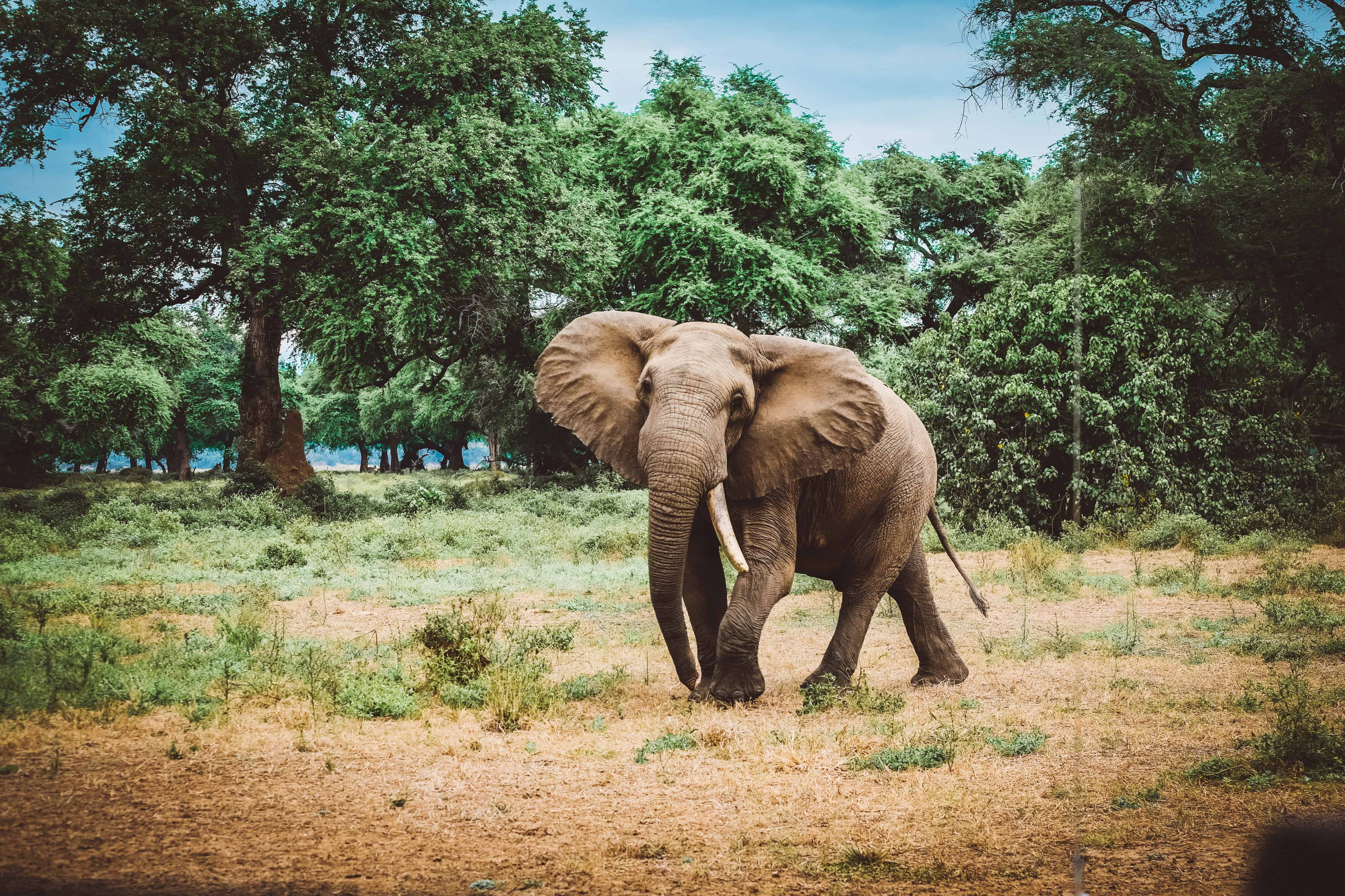 south luangwa national park walking safari