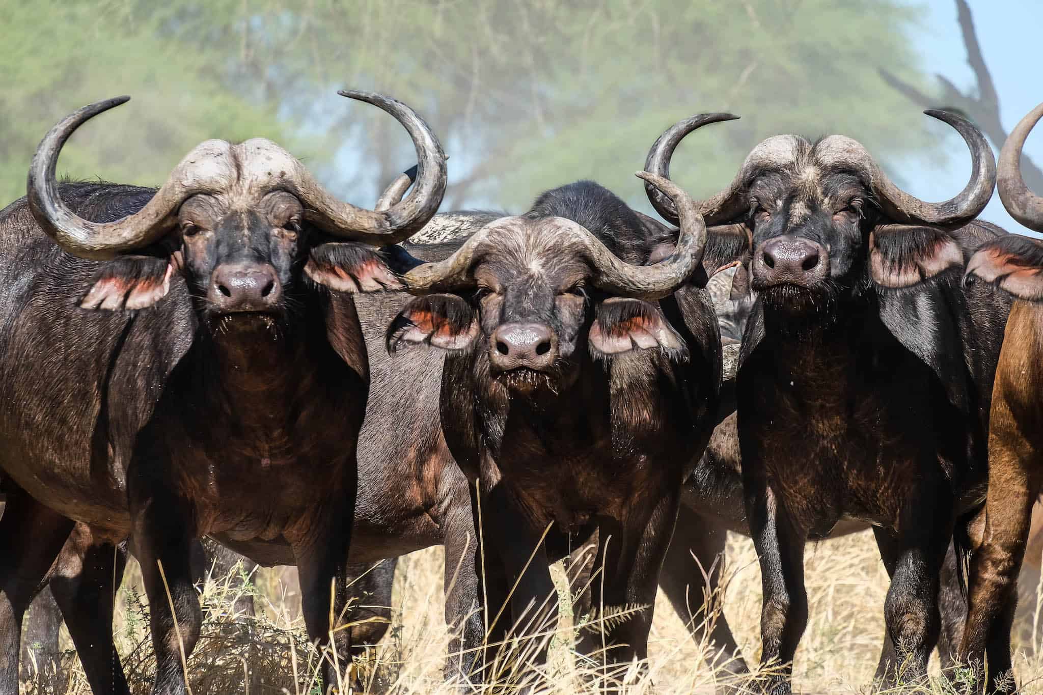 Buffalo in Ruaha