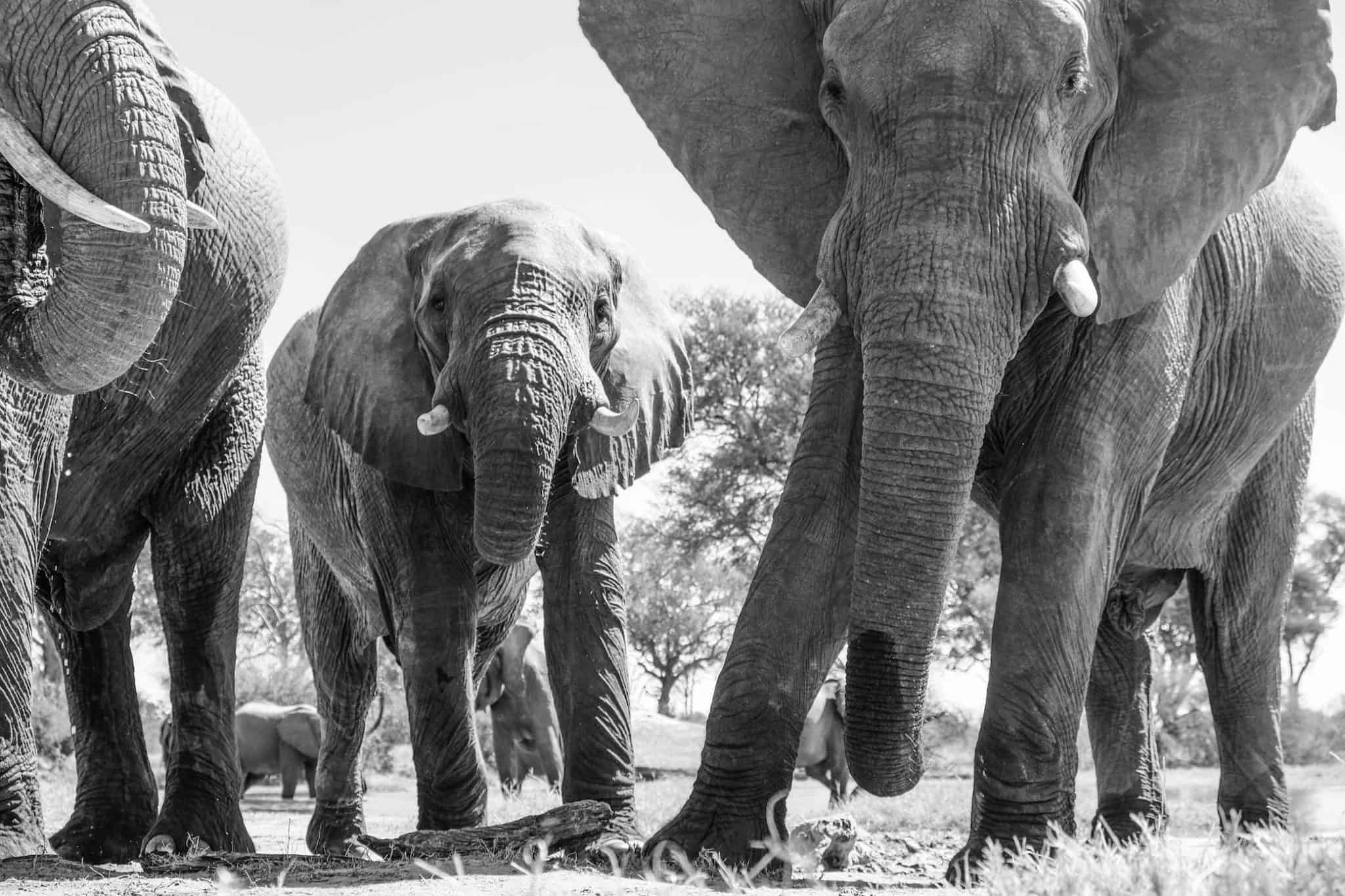 Elephants in Hwange