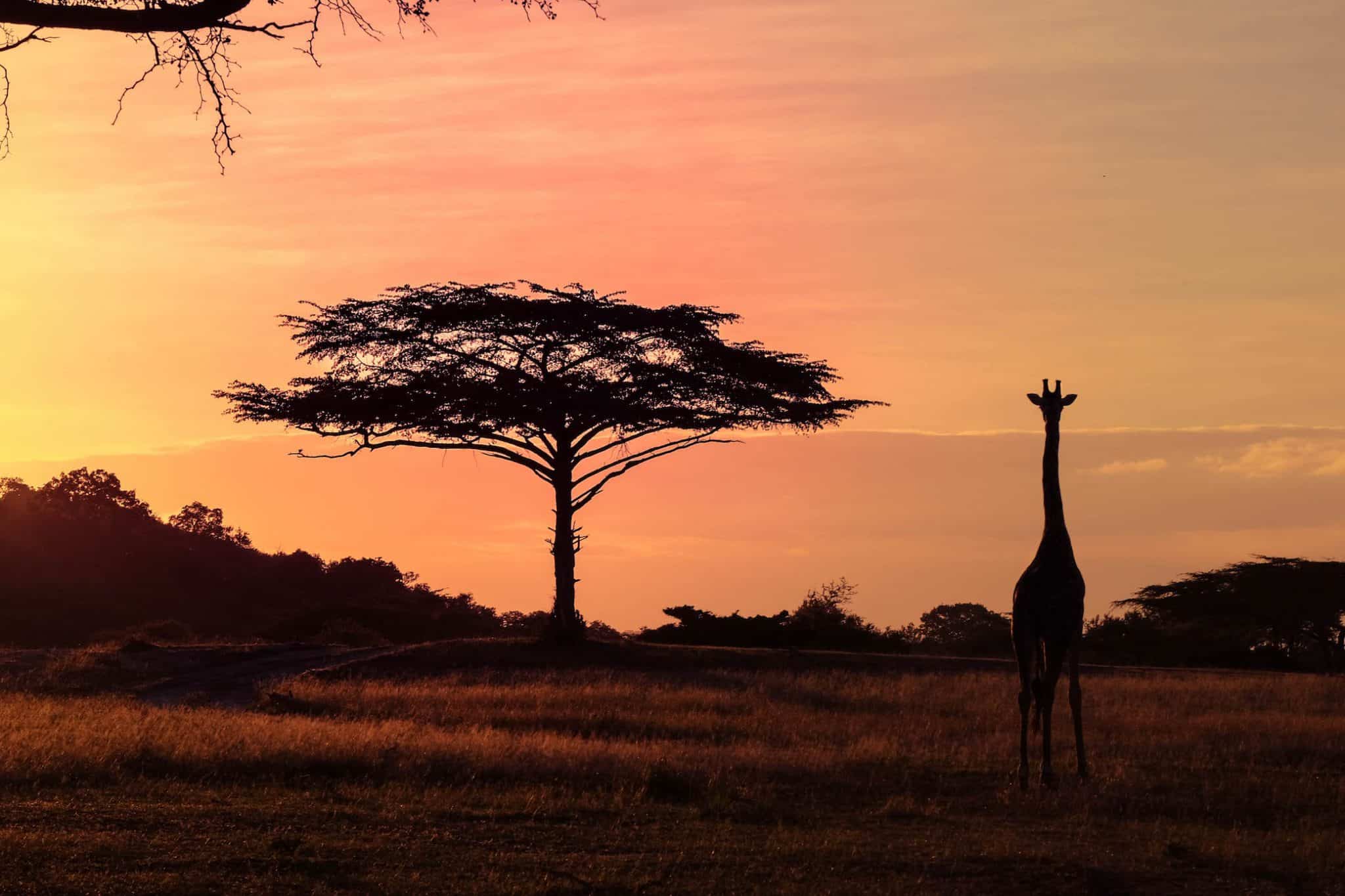 Giraffe at Sunset