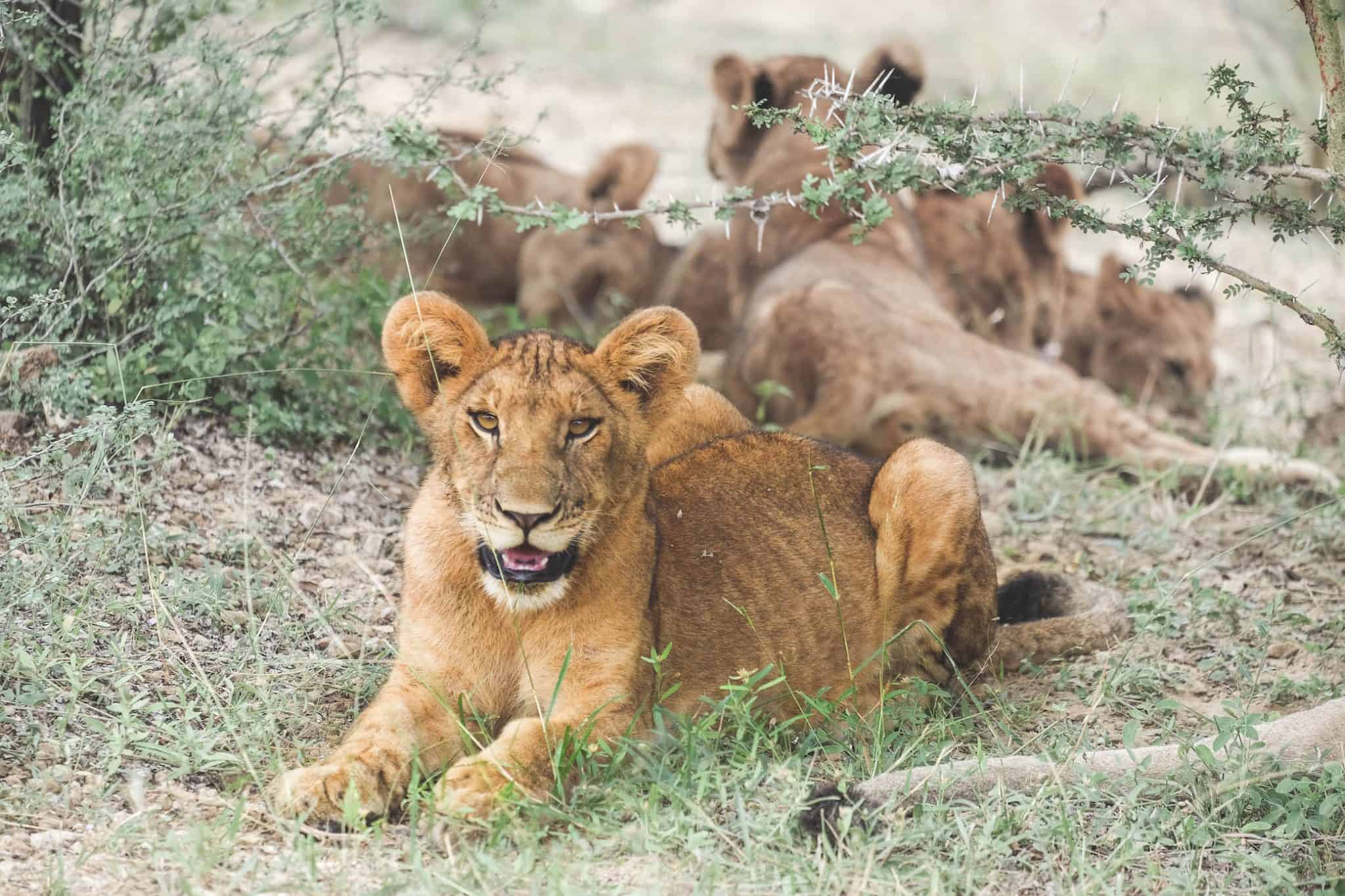 Lion Cubs