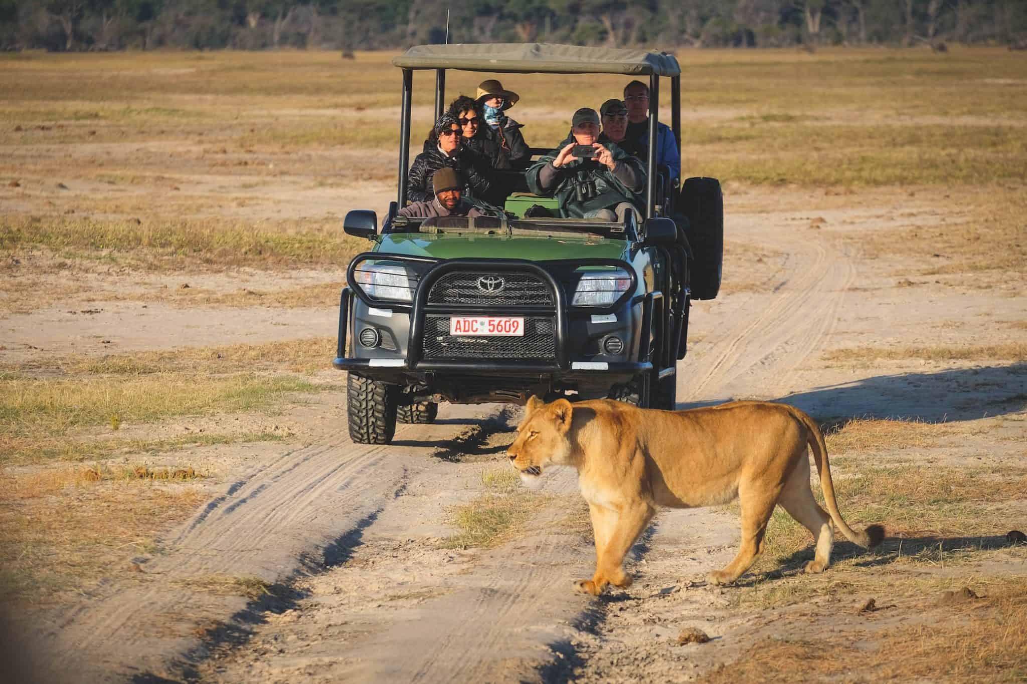 Lions in Hwange