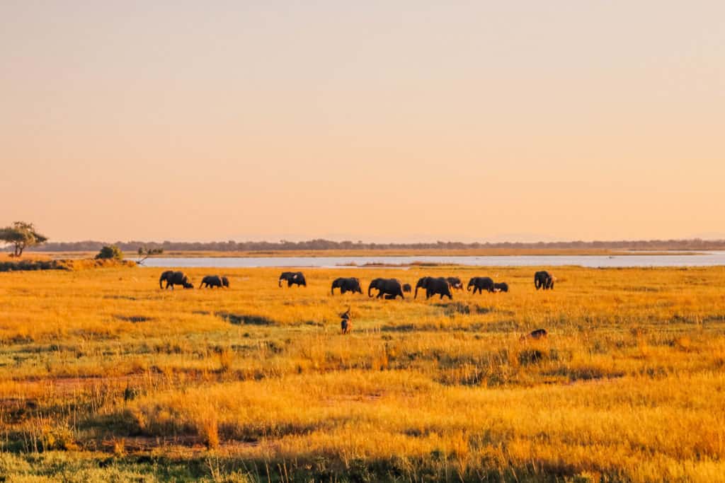 Inside Zimbabwe's Mana Pools National Park • Your Ultimate Safari Guide
