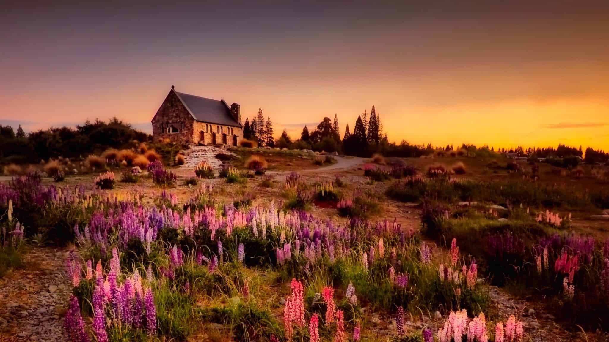 Wild Lupines In Front Of The Famous Church In New Zealand