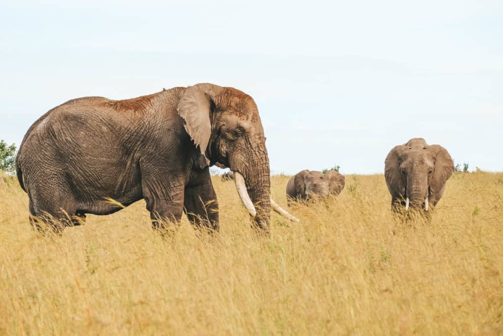  Safari Vacation