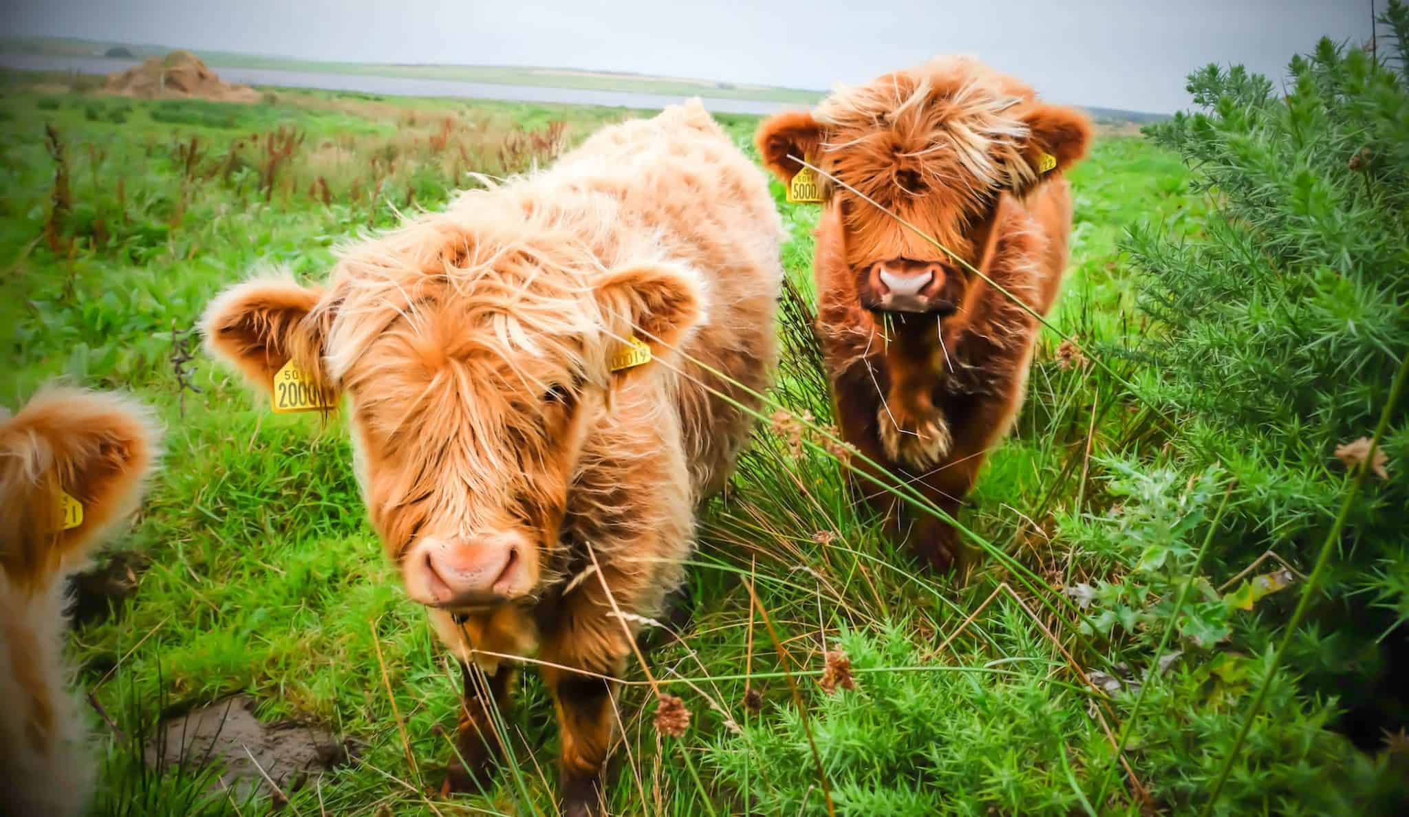 Highland Coos